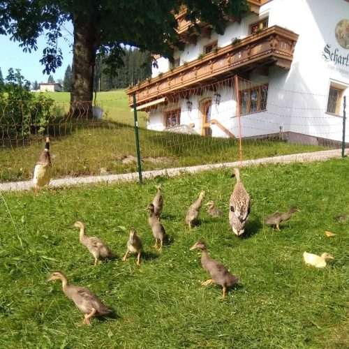 Urlaub auf dem Bauernhof - Enten - Schartlhof - Flachau