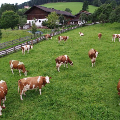 Urlaub auf dem Bauernhof - Flachau - Österreich