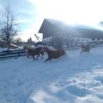 Haflinger Deckstation - Schartlhof - Flachau - Salzburger Land