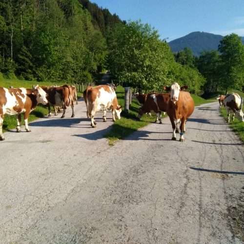 Schartlhof - Urlaub auf dem Bauernhof - Flachau - Salzburger Land