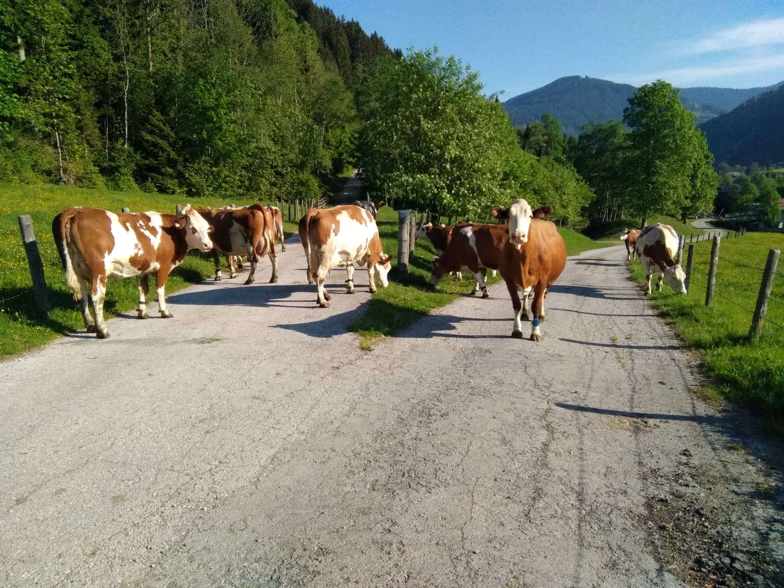 Schartlhof - Urlaub auf dem Bauernhof - Flachau - Salzburger Land