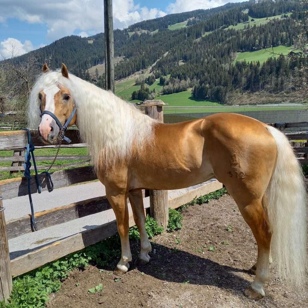 Der Haflinger Stellian in der Deckstation.