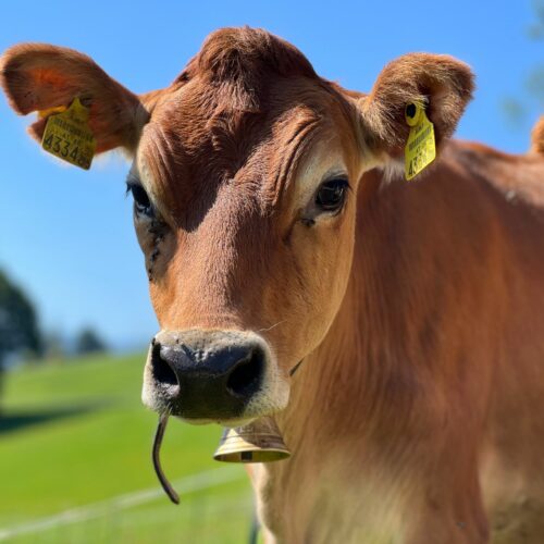 Eine hornlose braune Kuh schaut in die Kamera.