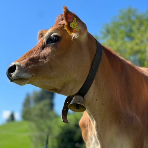 Eine hornlose Kuh auf der Weide.