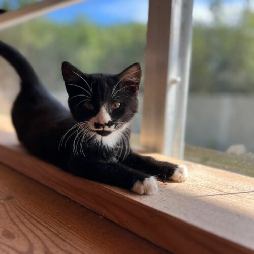 Eine schwarze Katze sitzt auf der Fensterbank.