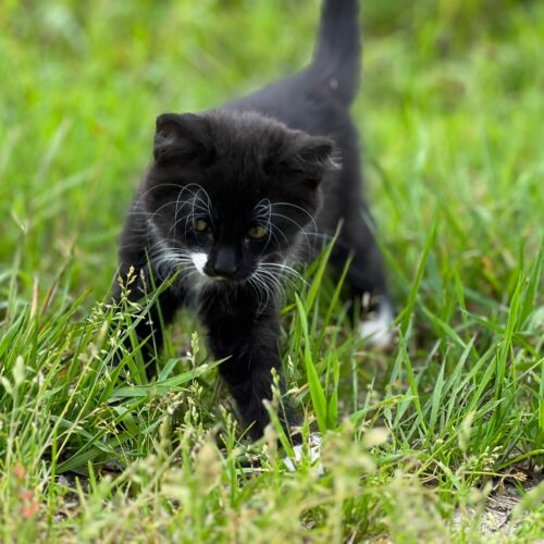 Eine Katze, die im Gras spielt.
