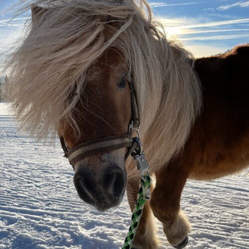 Minishetlandpony-Hengst - Schartlhof - Flachau